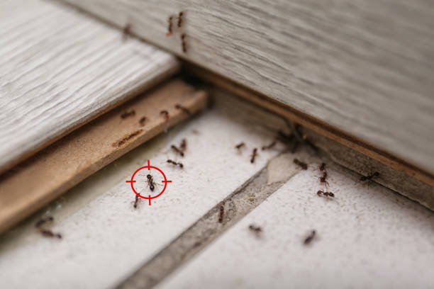 Best Best Pest Control Companies  in Bloomington, CA